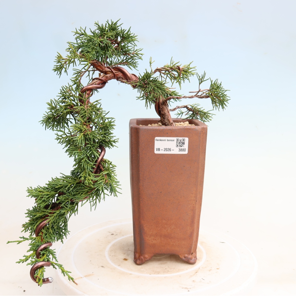 Bonsai für draußen - Juniperus chinensis Kishu