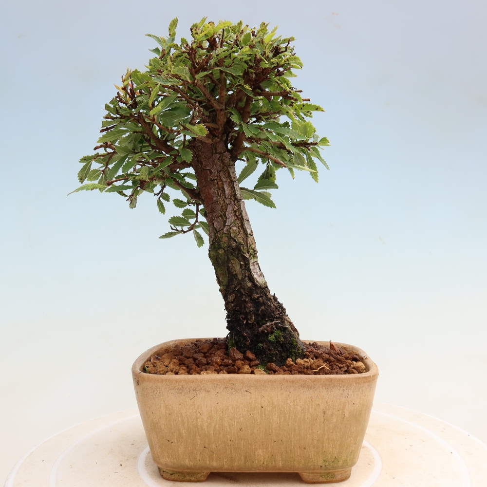 Bonsai für draußen - Zelkova - Zelkova NIRE