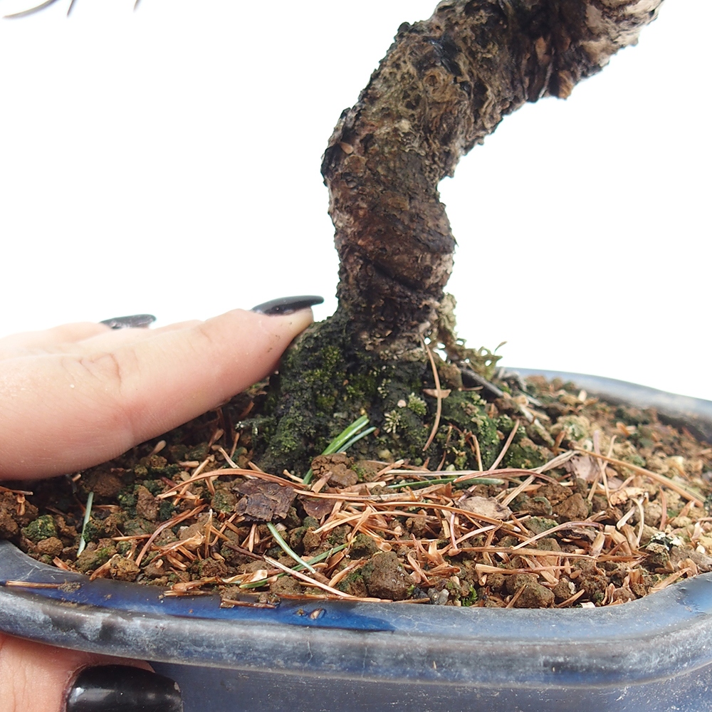 Bonsai im Freien - Pinus parviflora - kleine Kiefer