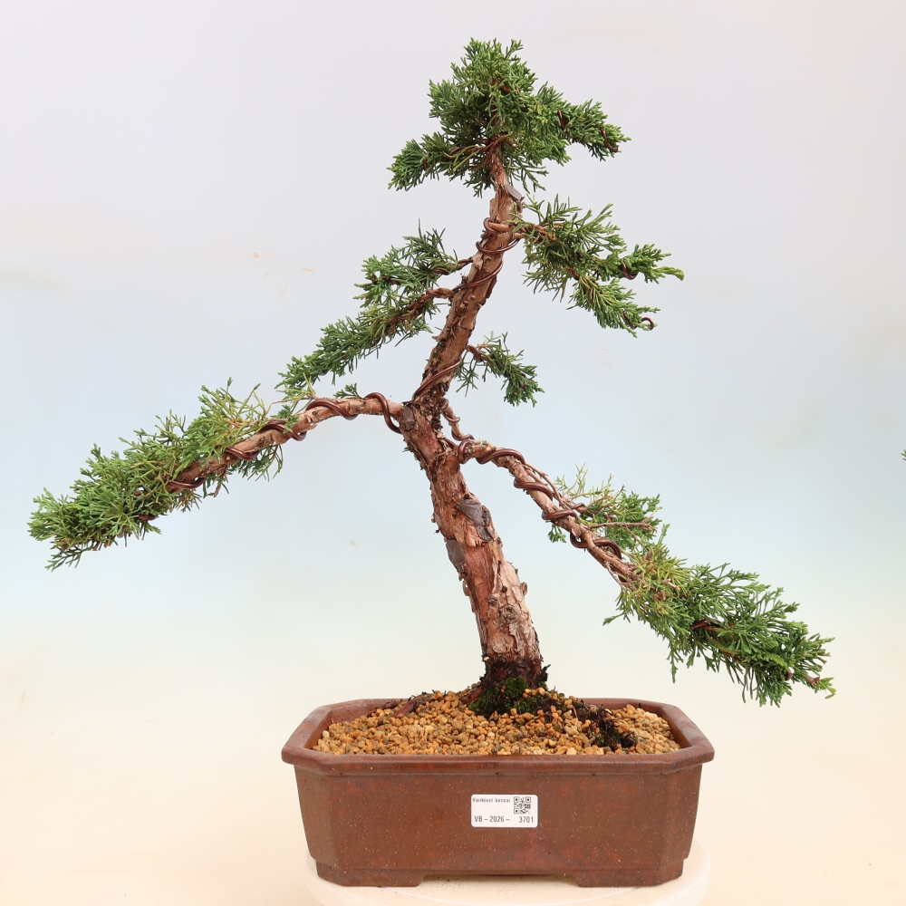 Bonsai für draußen - Juniperus chinensis Kishu