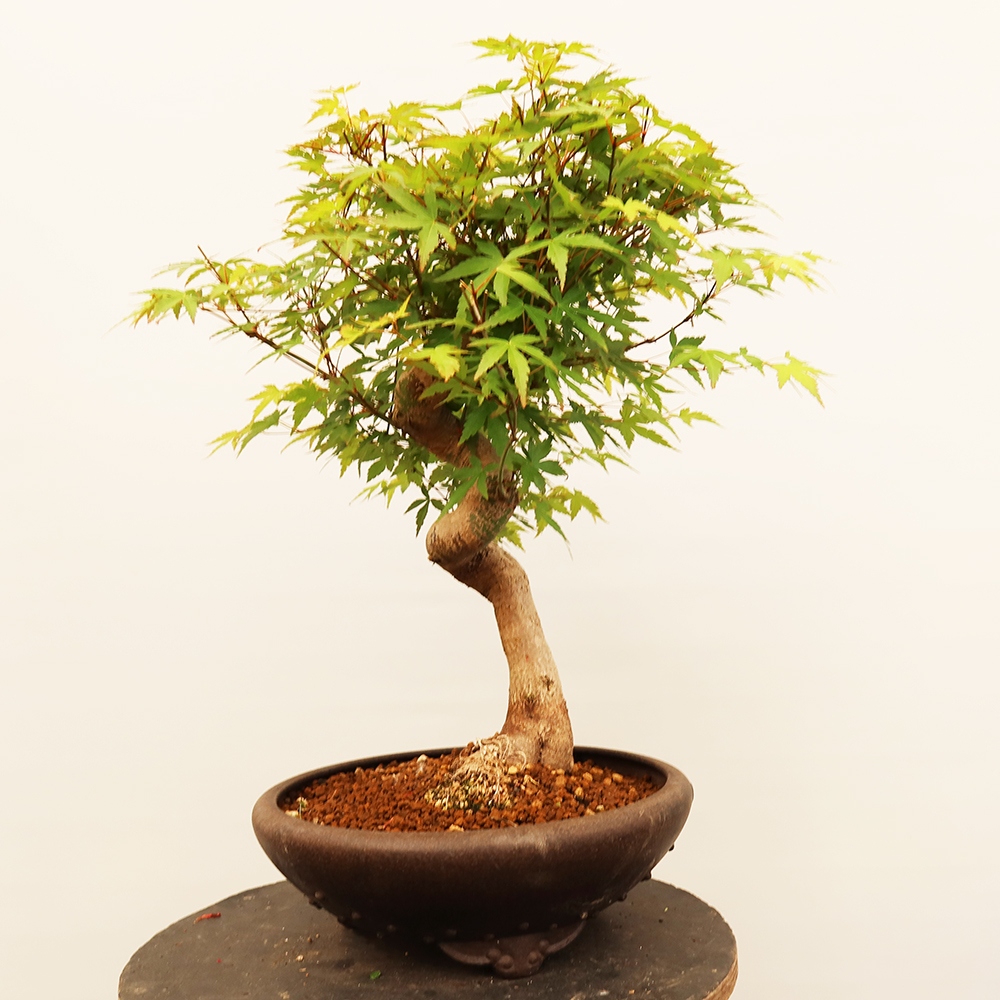 Bonsai für draußen - Ahorn palmatum - Palmen