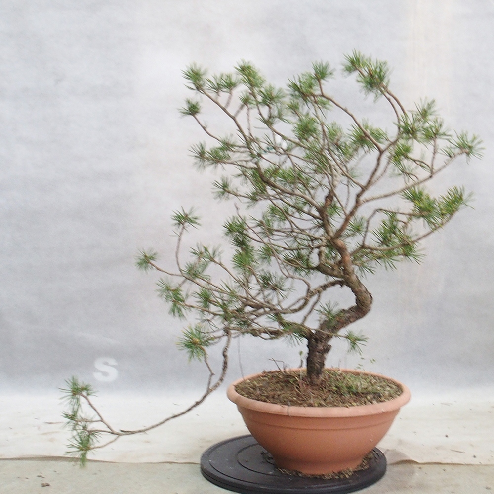 Yamadori - Pinus sylvestris 