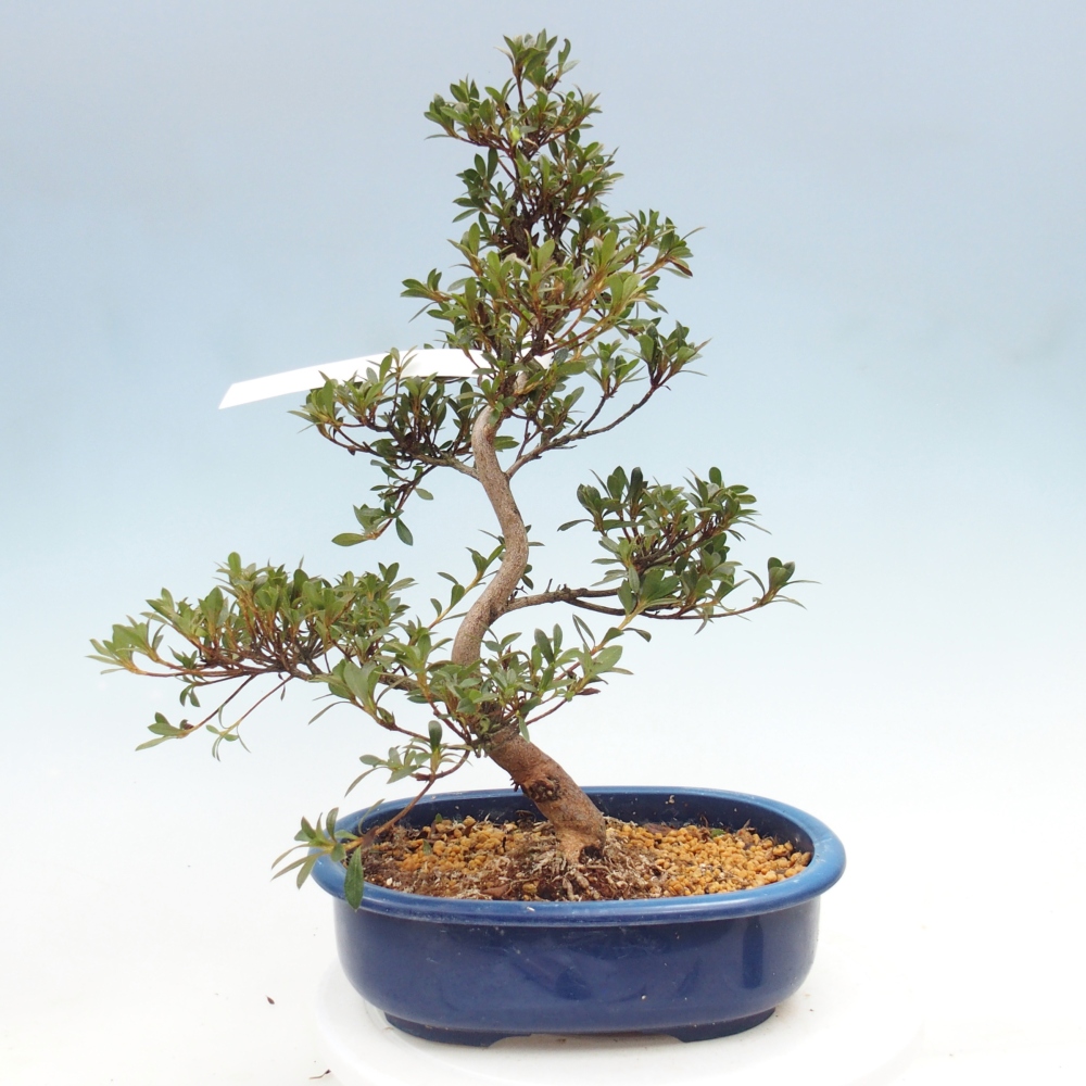 Bonsai für draußen - Japanische Azalee - Azalee Beniko