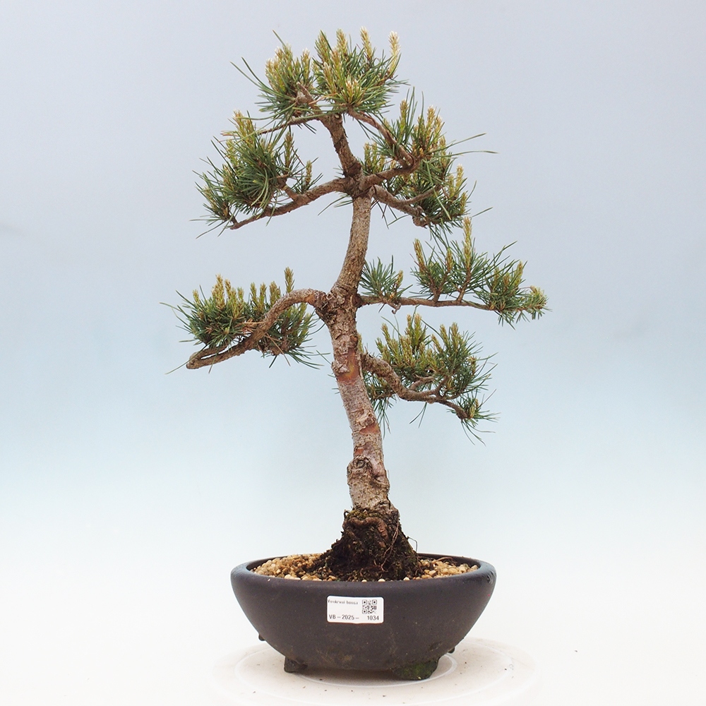 Bonsai im Freien - Pinus Sylvestris - Waldkiefer