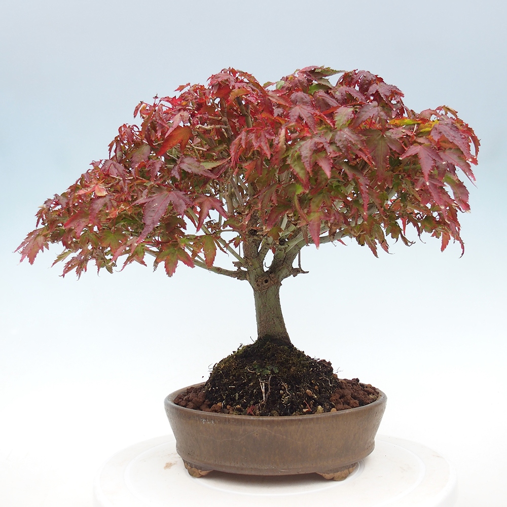 Acer palmatum KIOHIME - Palmetto-Ahorn