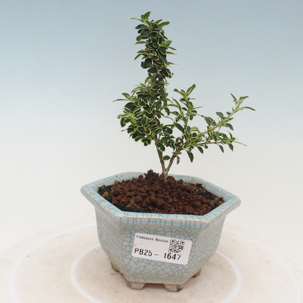 Zimmerbonsai - Serissa foetida Variegata - Baum der tausend Sterne