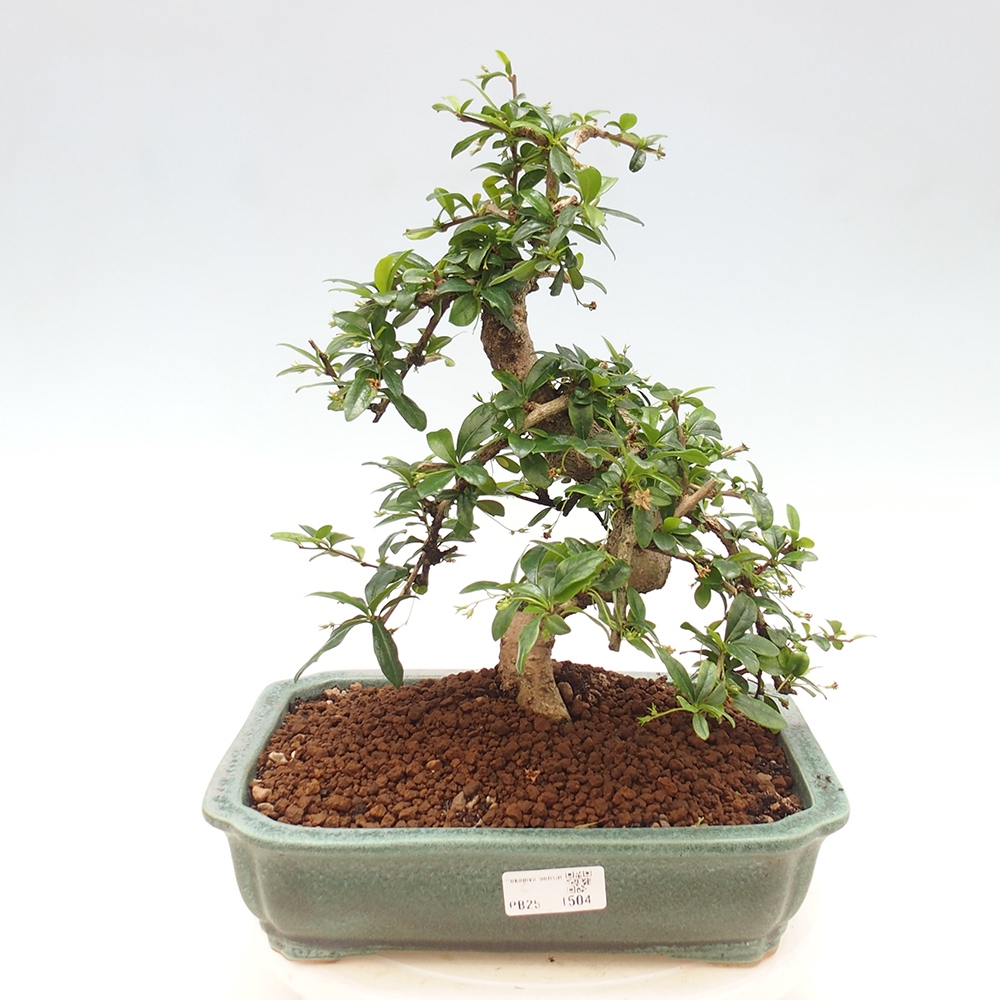 Zimmer Bonsai - Carmona macrophylla - Tea Fuki