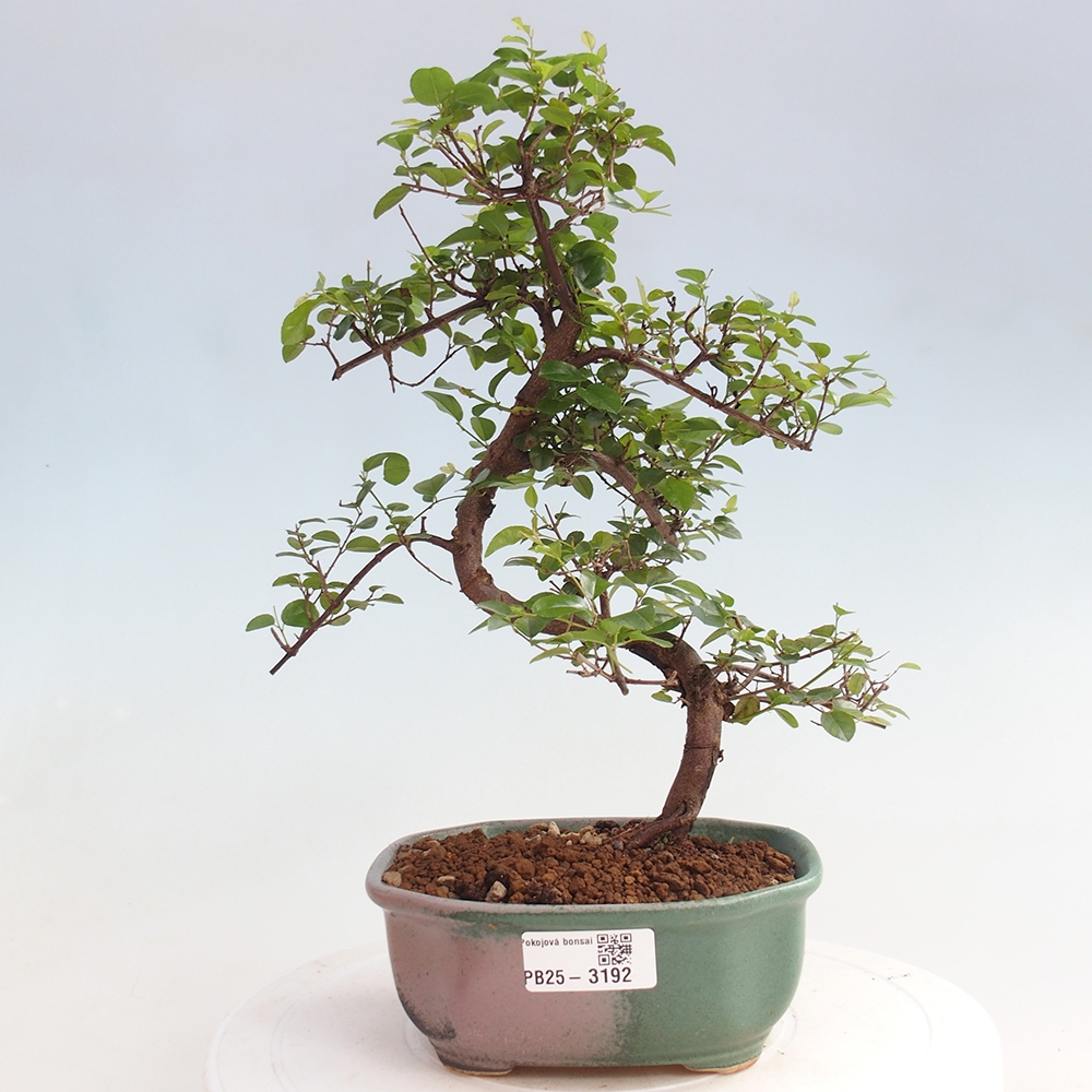 Zimmerbonsai - Sagerécie thea - Sagerécie thea