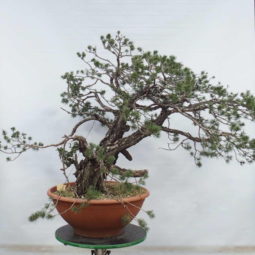 Yamadori - Pinus sylvestris Spanien