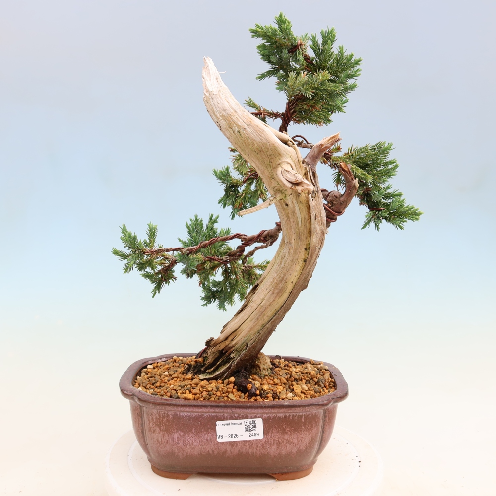 Bonsai für den Außenbereich – Juniperus squamata – Schuppiger Wacholder