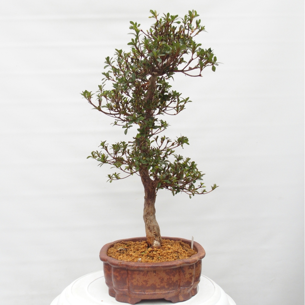 Bonsai für draußen - Japanische Azalee - Azalee Hanatsuzuri
