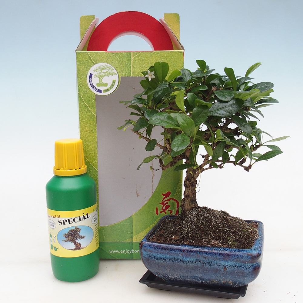 Zimmerbonsai im Geschenkkarton