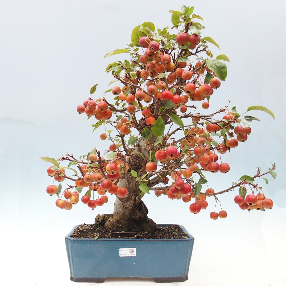 Bonsai im Freien - Malus halliana - Kleinfruchtiger Apfelbaum