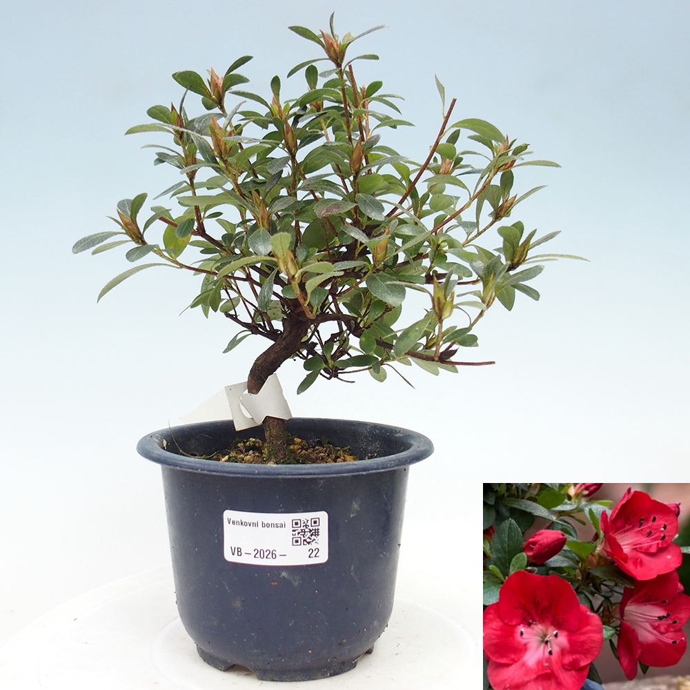 Bonsai für draußen - Japanische Azalee - Azalea Benibeni
