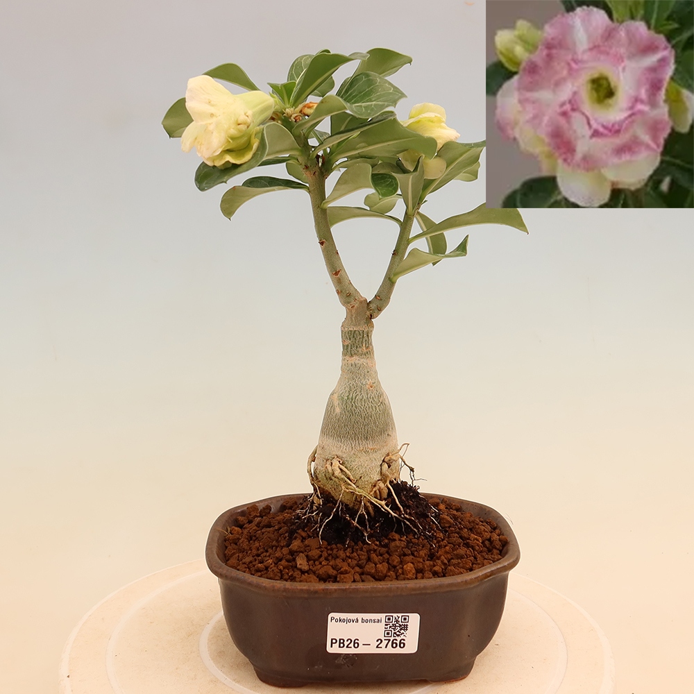 Zimmerbonsai – Adenium obesum, gepfropft, V.F.S.412 – Wüstenrose