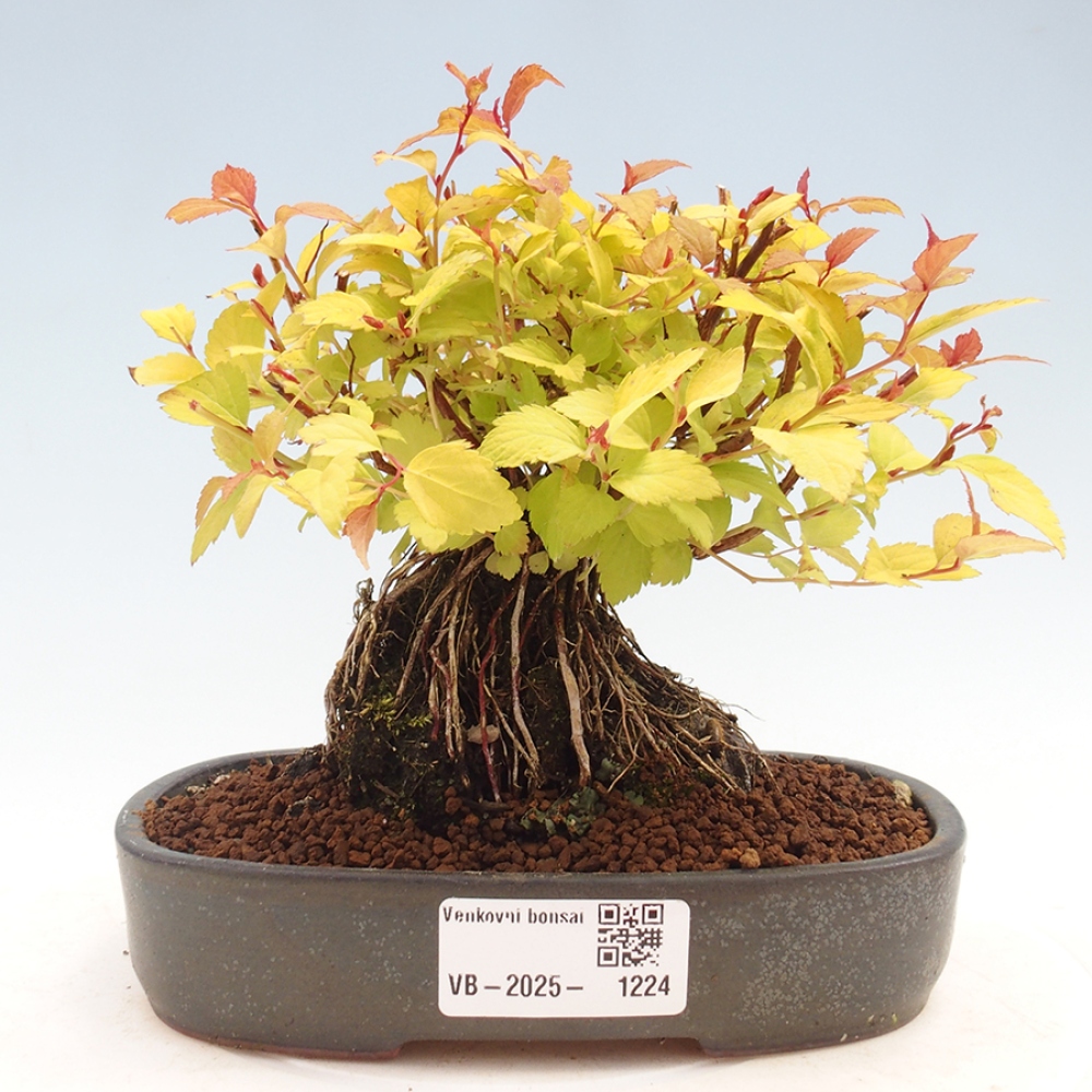 Bonsai im Freien - Spirae Aurea