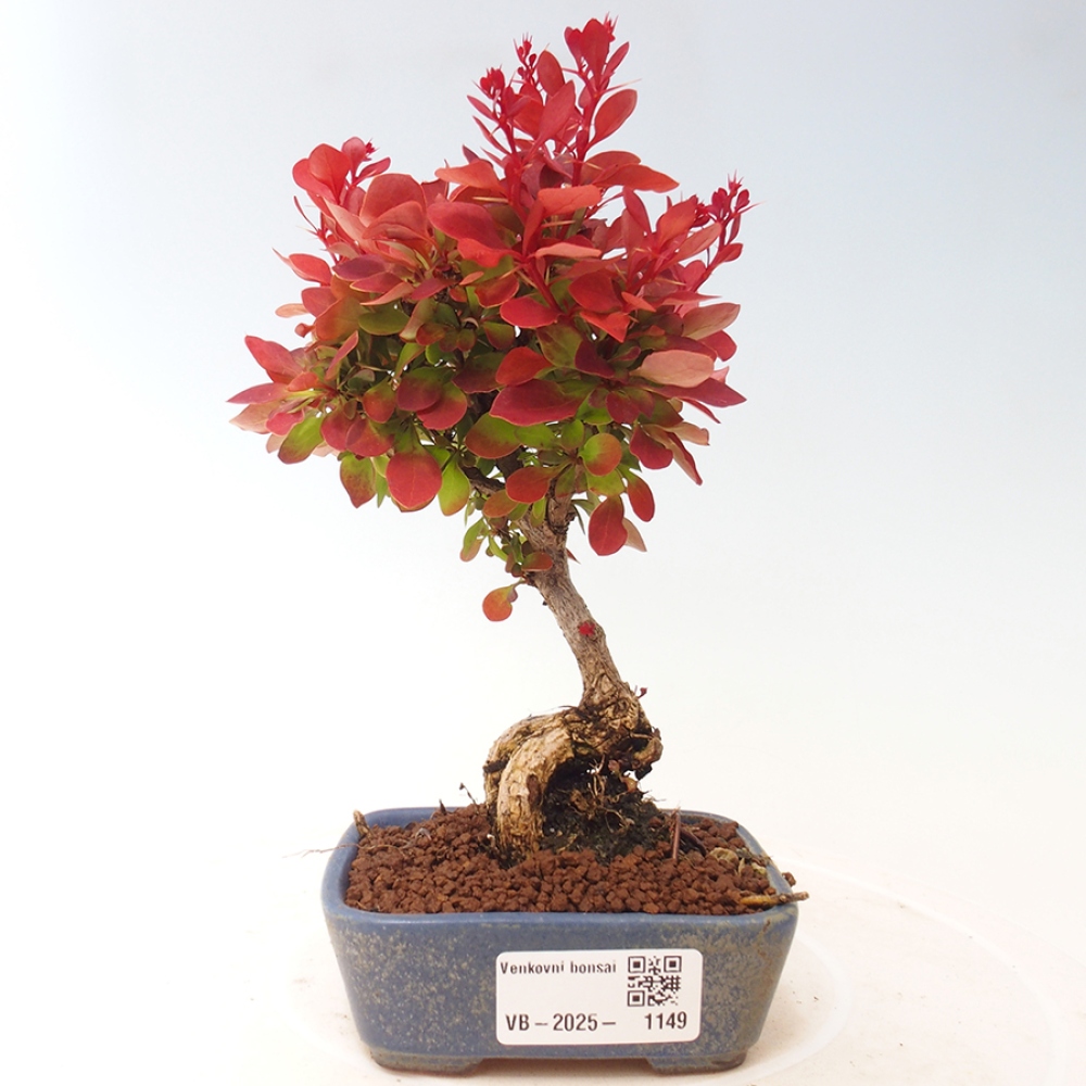 Bonsai im Freien - Berberis thunbergii Kobold - Dřištál Thunberg's