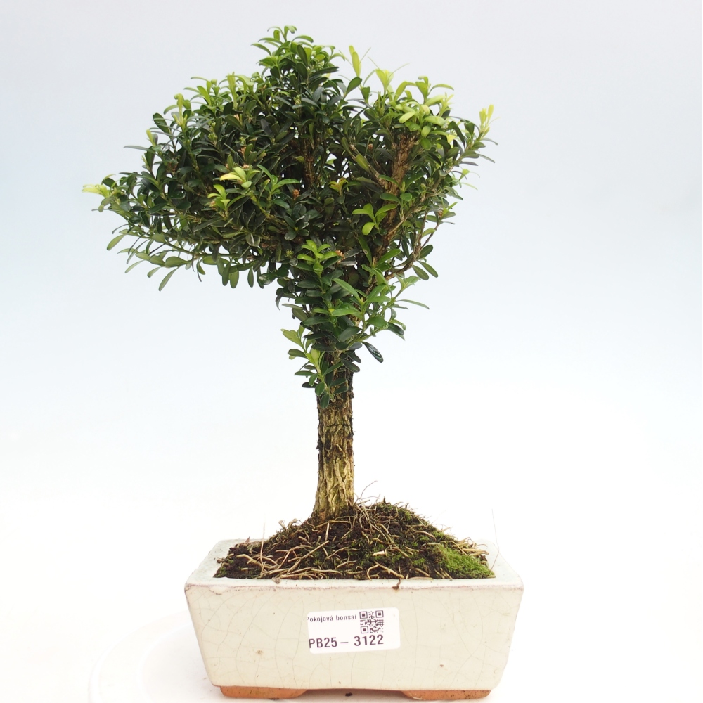 Zimmer Bonsai - Buxus harlandii - Kork Buchsbaum