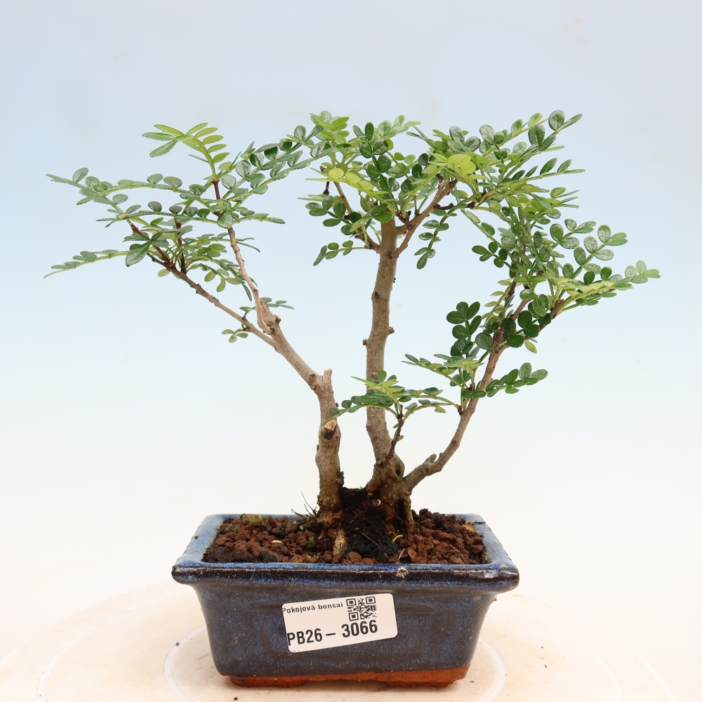 Zimmer Bonsai - Zantoxylum piperitum - Pfefferbaum