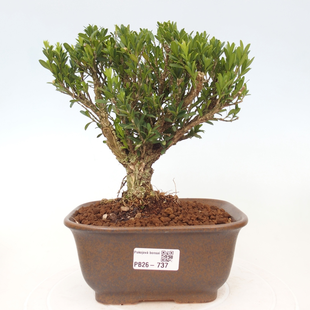 Zimmer Bonsai - Buxus harlandii - Korkbuxus