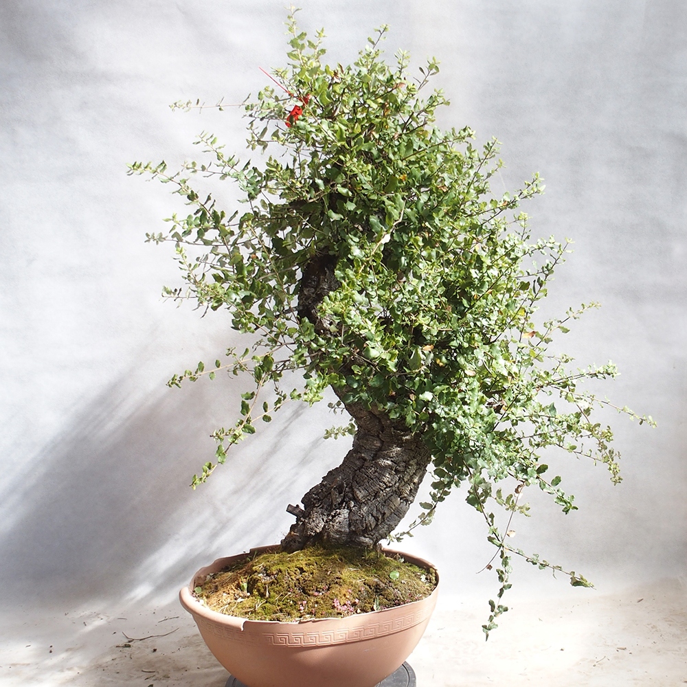Outdoor-Bonsai Quercus suber - Kork-Eiche