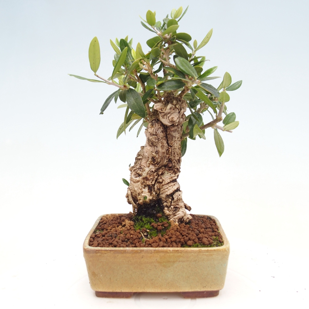 Indoor-Bonsai - Olea europaea sylvestris - Europäisches kleinblättriges Olivenöl