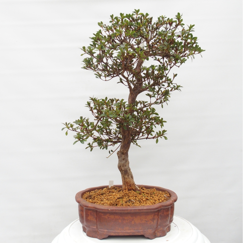 Bonsai für draußen - Japanische Azalee - Azalee Hanatsuzuri