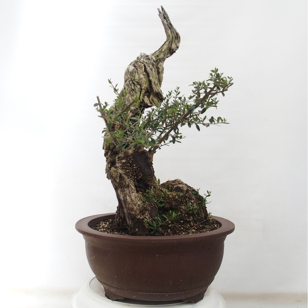Indoor-Bonsai - Olea europaea sylvestris - Europäisches kleinblättriges Olivenöl