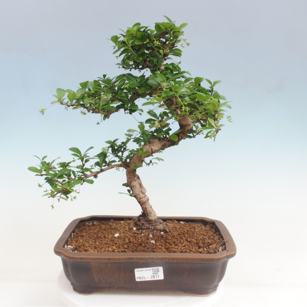 Zimmer Bonsai - Carmona macrophylla - Tea Fuki