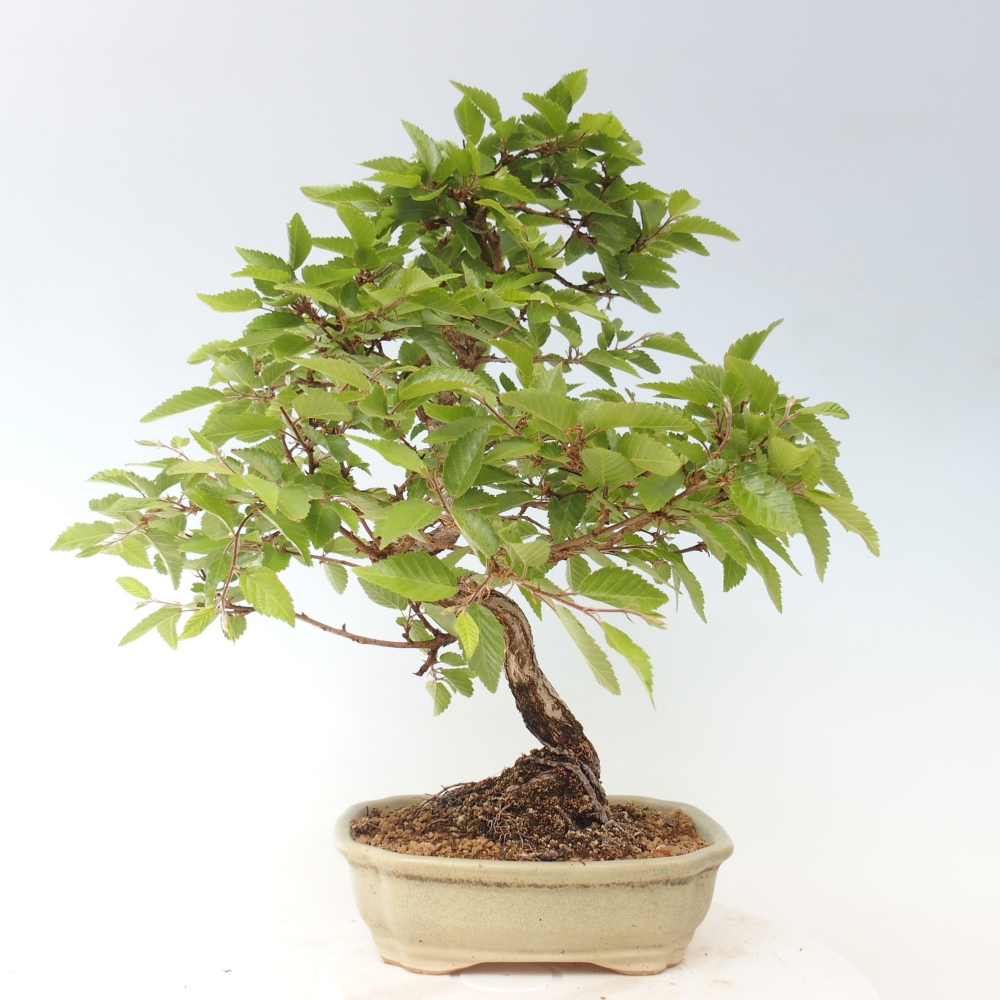 Bonsai für draußen -Carpinus CARPINOIDES - Koreanische Hainbuche