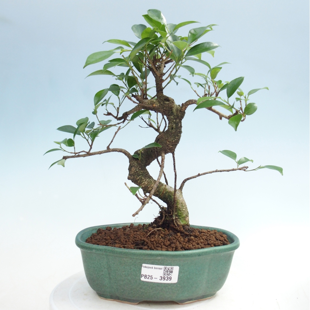 Zimmerbonsai - Ficus retusa - Kleinblättriger Ficus