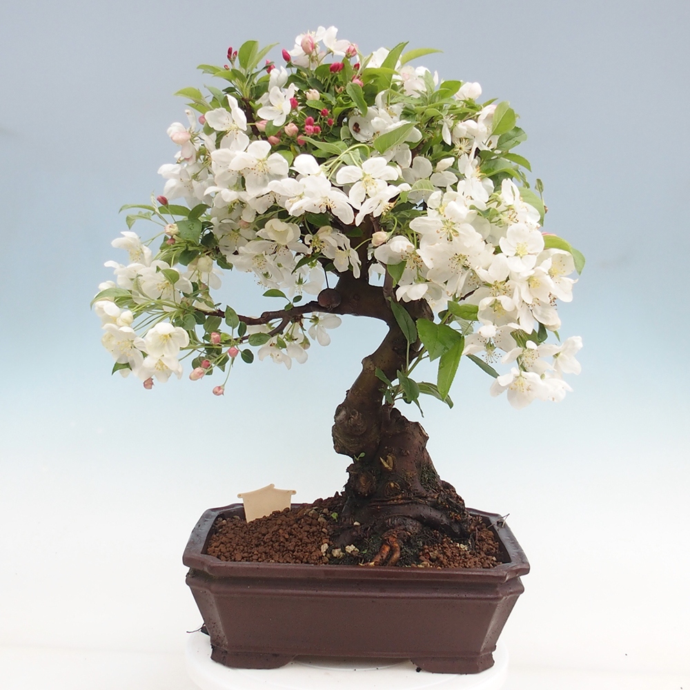 Bonsai im Freien - Malus halliana - Kleinfruchtiger Apfelbaum