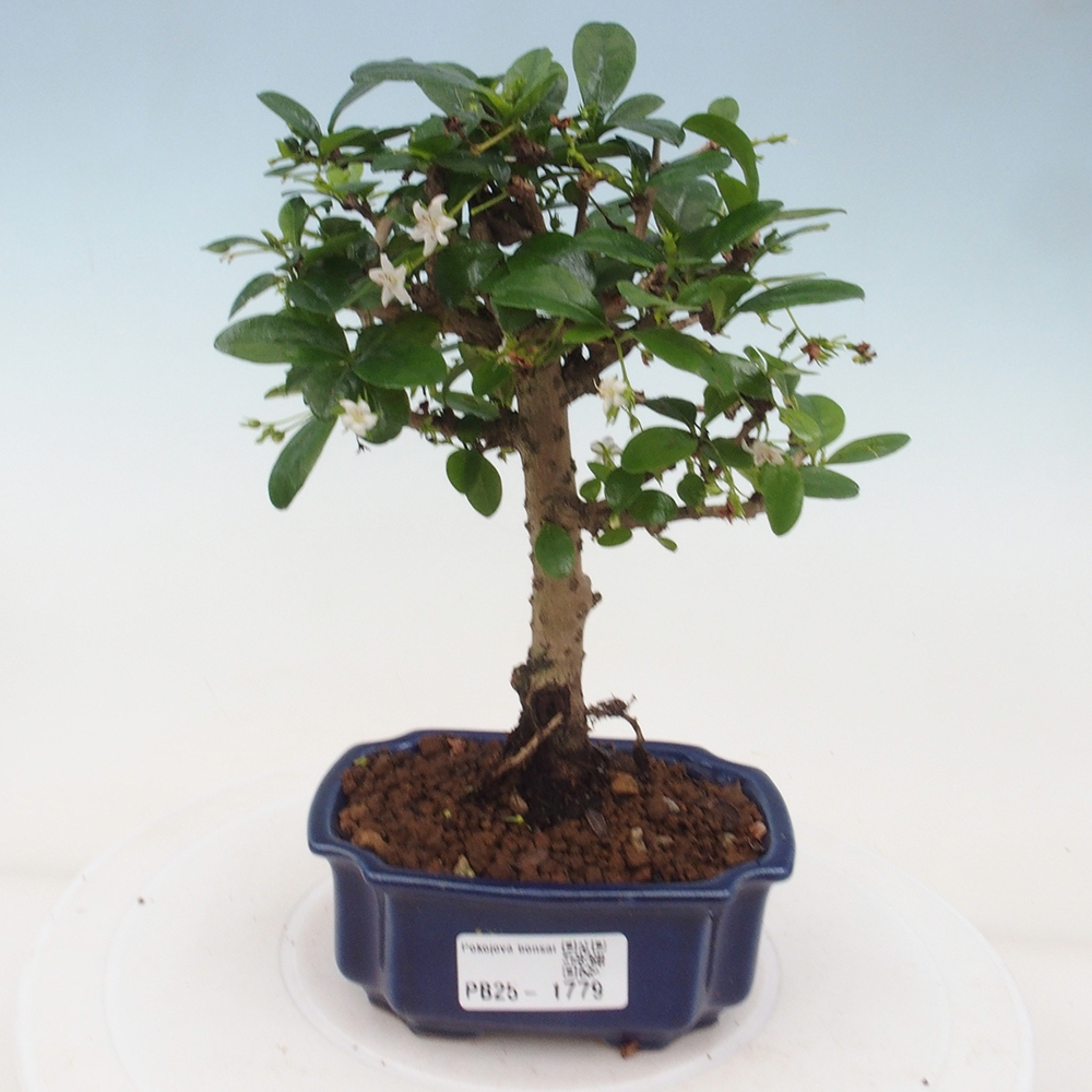 Zimmerbonsai - Carmona Macrophylla - Fuki-Tee