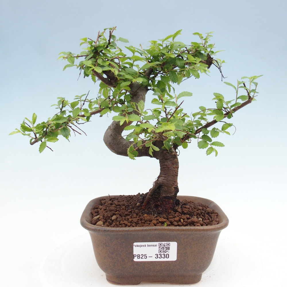Zimmerbonsai - Ulmus parvifolia - Kleinblättrige Ulme