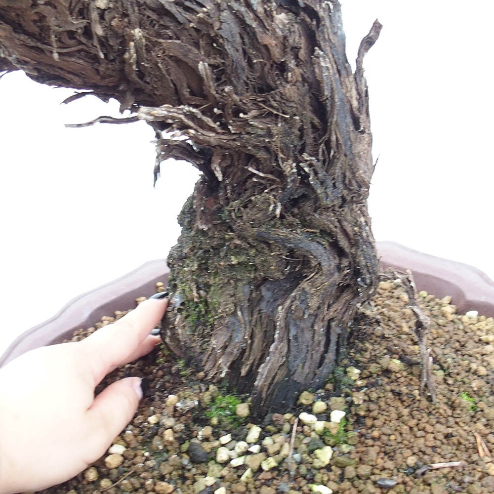 Bonsai im Freien - Vitis vinnifera MUSKAT ITALIA  - Weinrebe