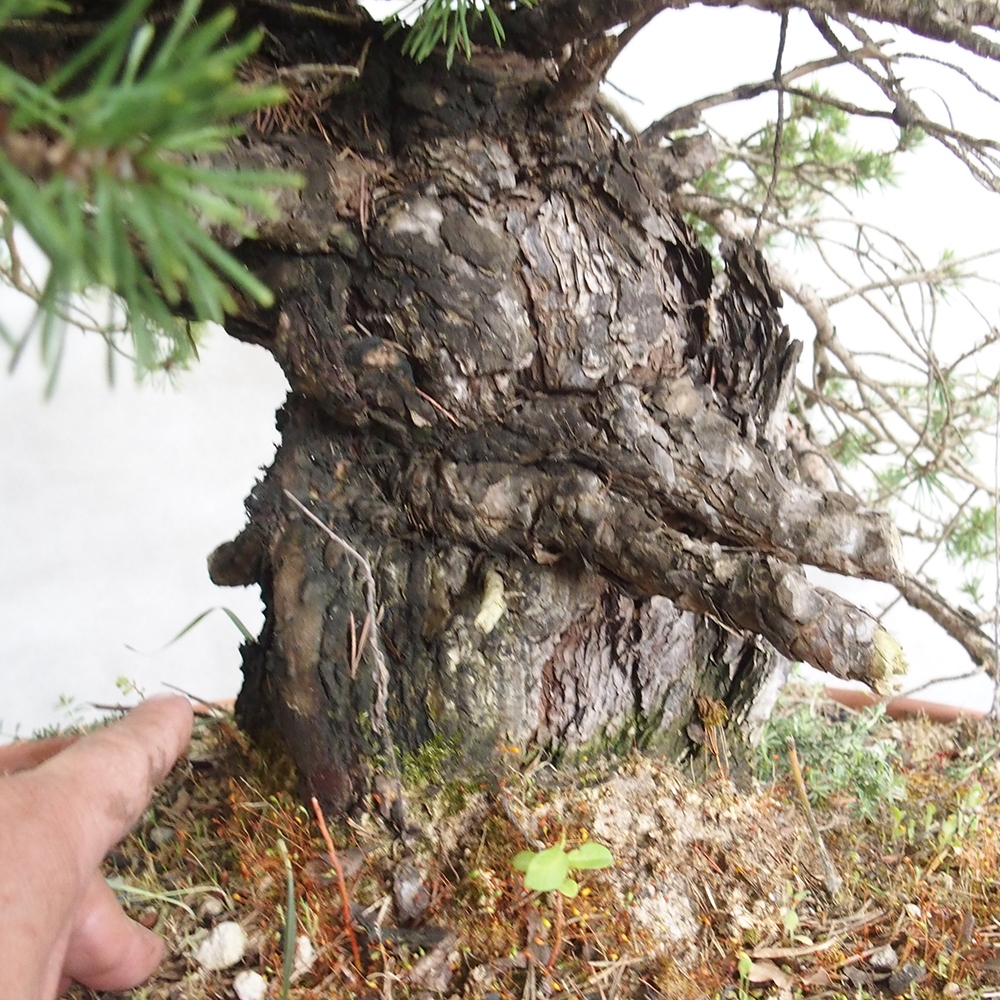 Yamadori - Pinus sylvestris 