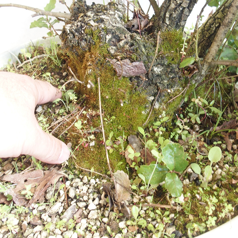 Freilandbonsai Quercus Cerris - Eiche Cer