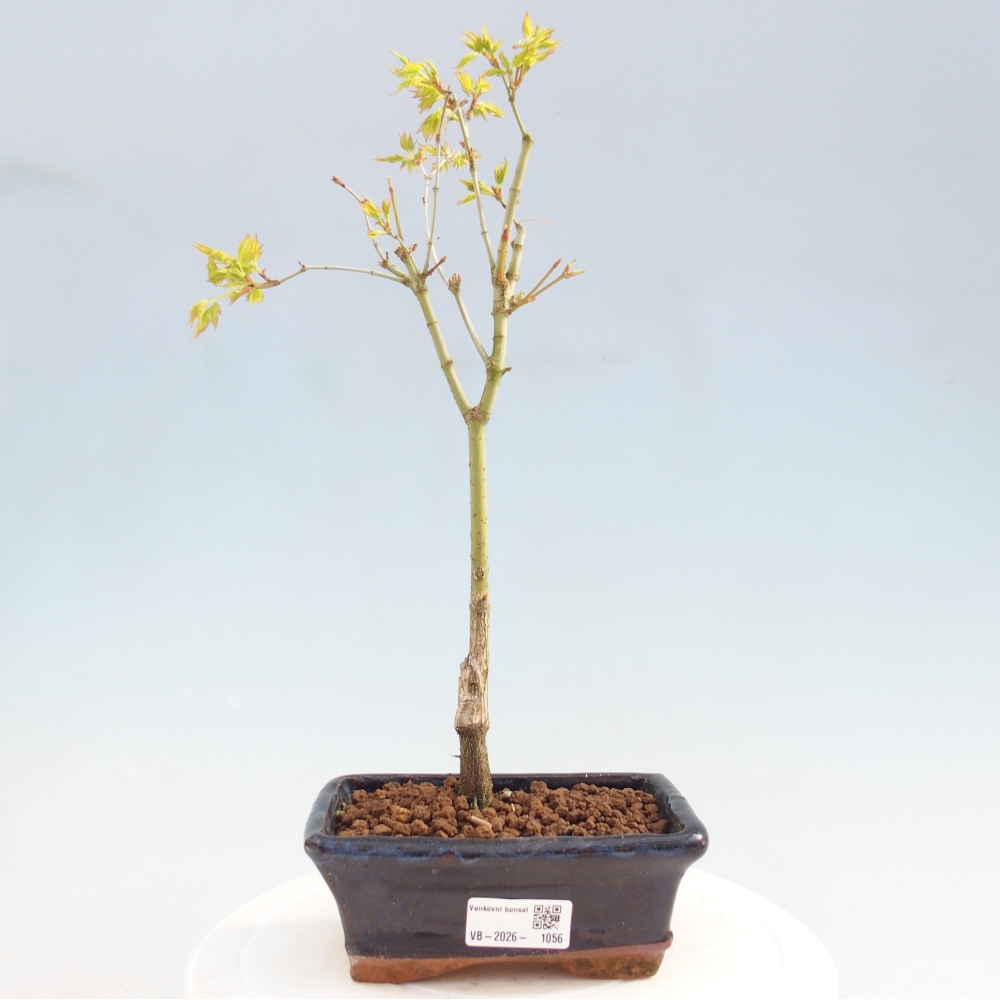 Acer palmatum Aureum - Goldahorn