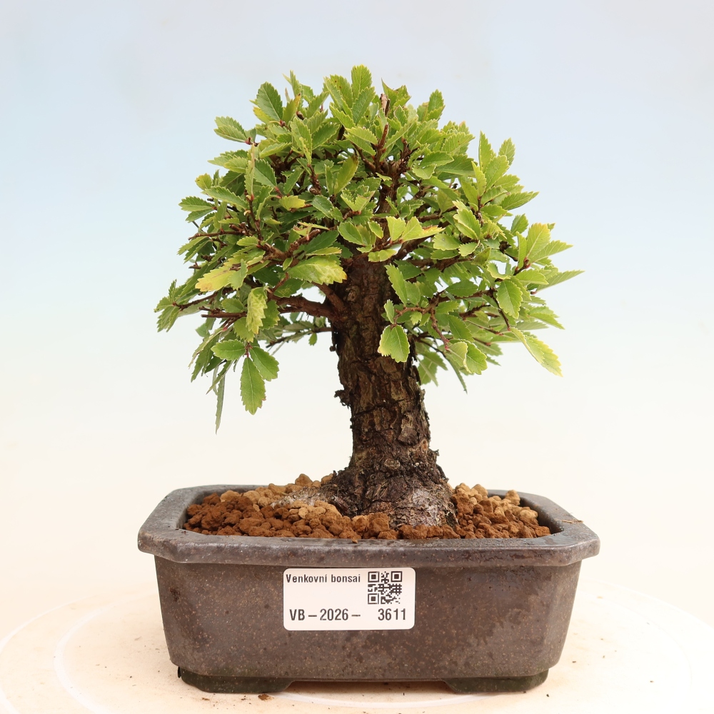Bonsai für draußen - Zelkova - Zelkova NIRE