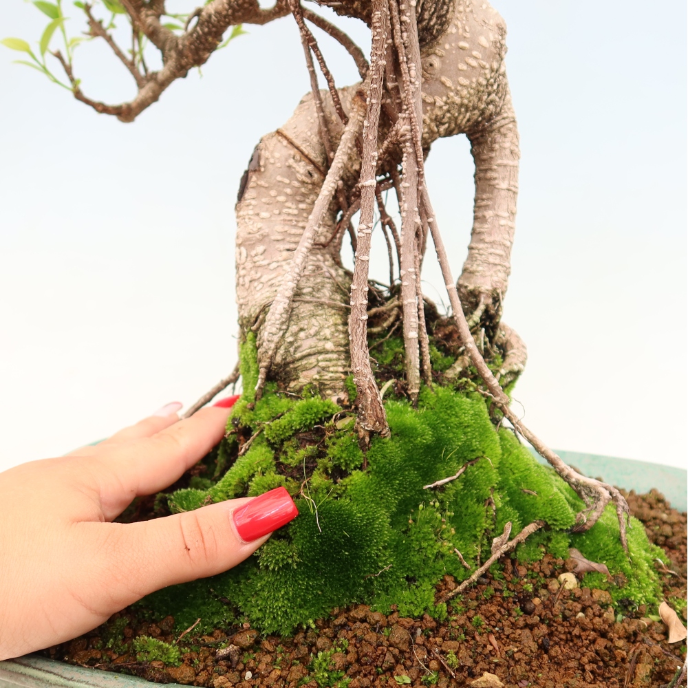 Zimmerbonsai - Ficus kimmen - Kleinblättriger Ficus