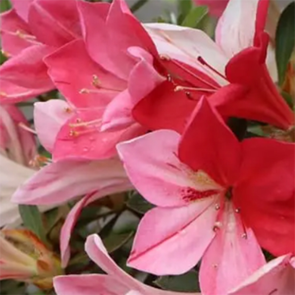 Bonsai für draußen - Japanische Azalee - Azalee Haruurara