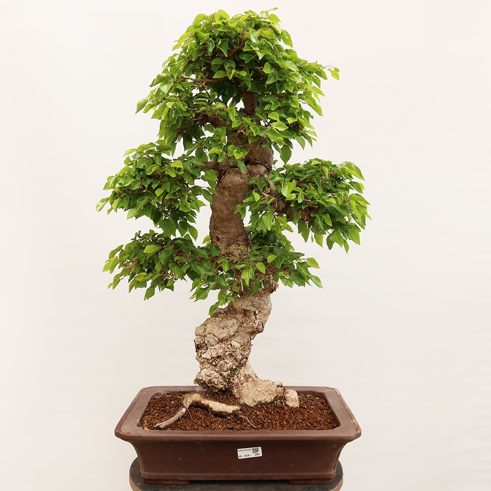 Bonsai im Freien - Carpinus Coreana - Koreanische Hainbuche