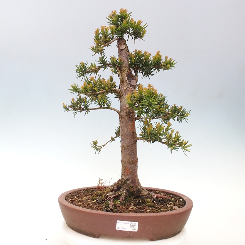Bonsai im Freien - Taxus cuspidata - Japanische Eibe