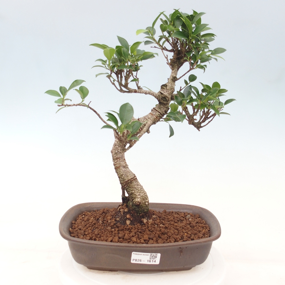 Indoor-Bonsai - Ficus kimmen - kleinblättriger Ficus
