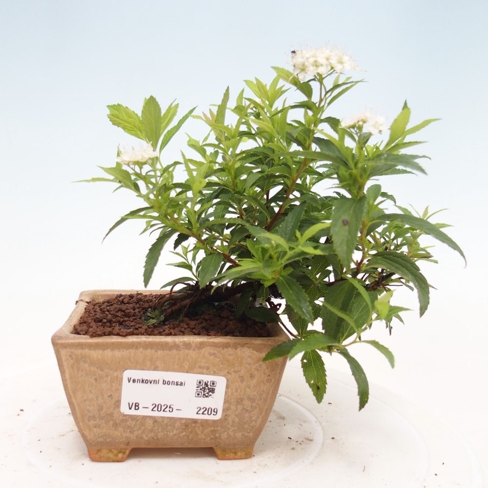 Bonsai im Freien - Spirea japonica GENPSI