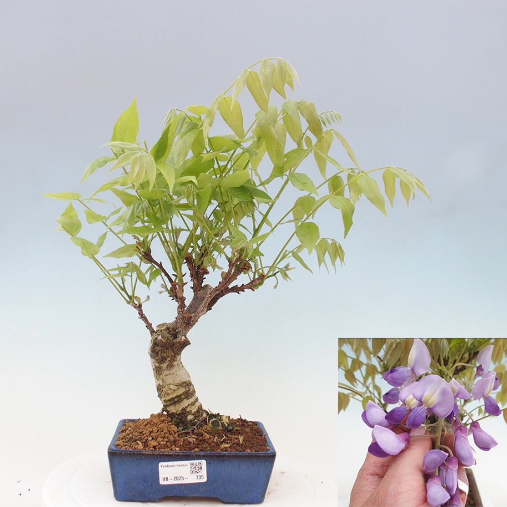 Bonsai im Freien - Wisteria floribunda - Wisteria floribunda