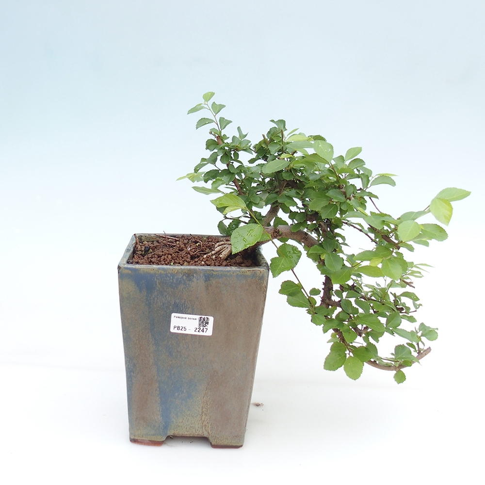 Zimmerbonsai - Grewia occidentalis - Lavendelstern