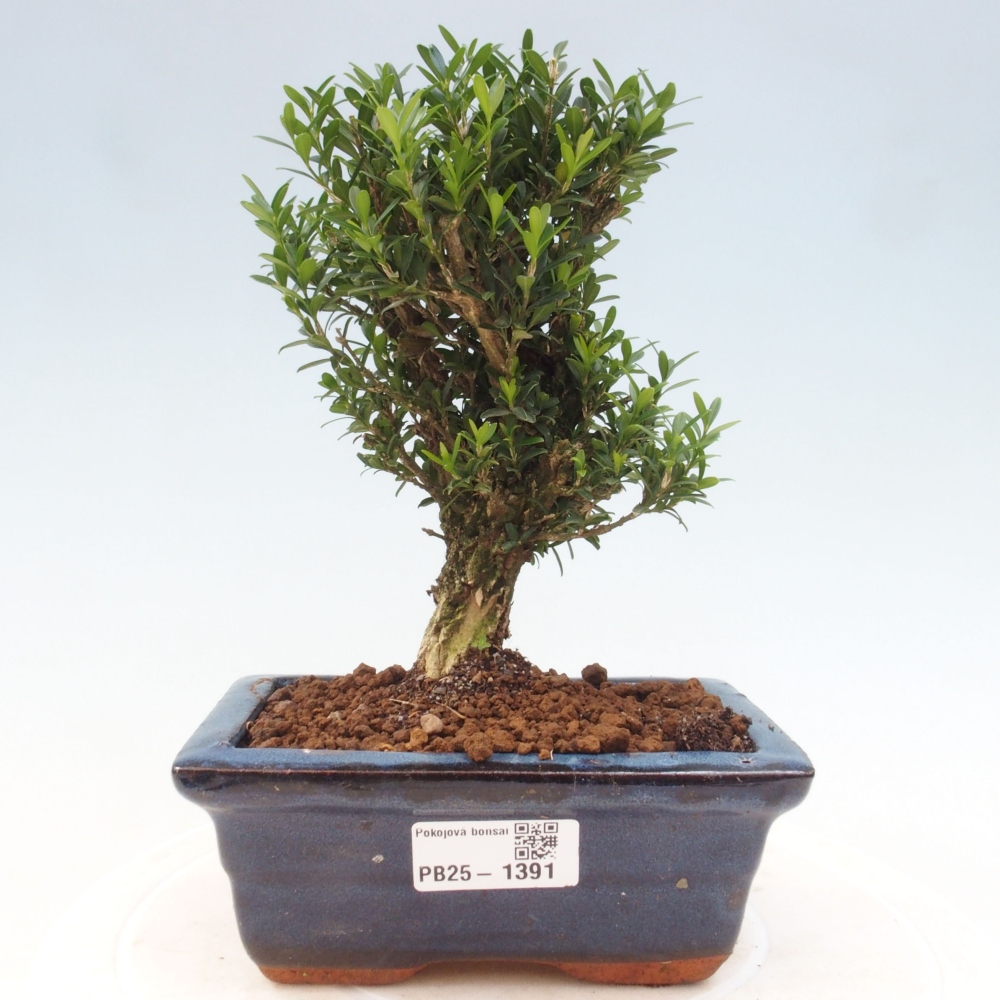 Zimmerbonsai - Buxus harlandii - Korkbuchsbaum
