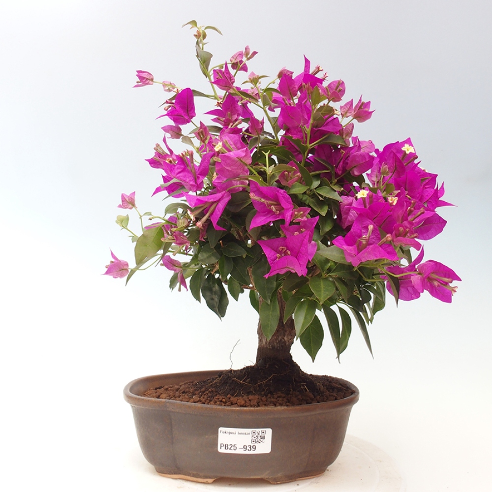 Indoor Bonsai - Bouganwilea