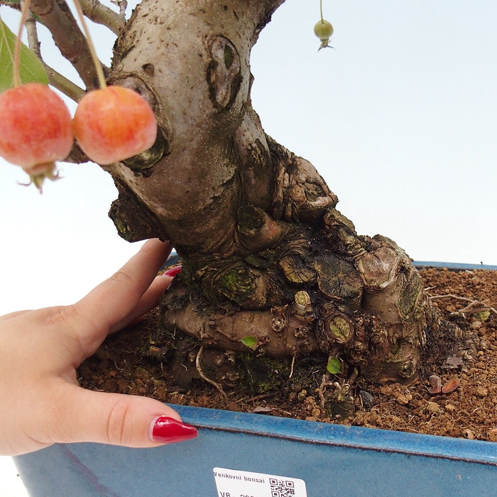Bonsai im Freien - Malus halliana - Kleinfruchtiger Apfelbaum